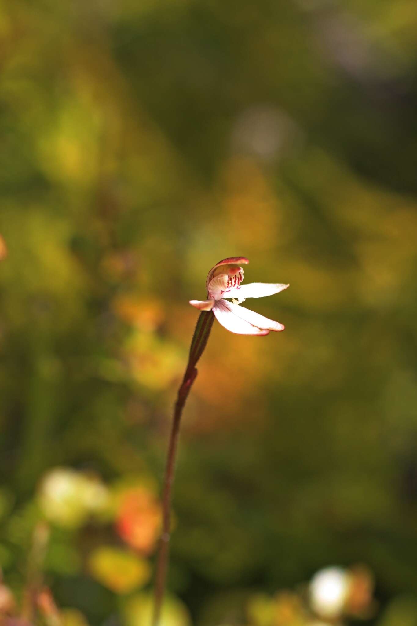 Image de Caladenia chlorostyla D. L. Jones, Molloy & M. A. Clem.