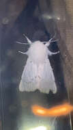 Image of Vestal Tiger Moth