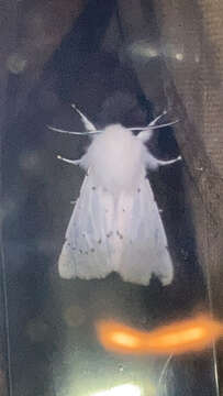 Image of Vestal Tiger Moth