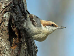 Image of Brown-headed Nuthatch