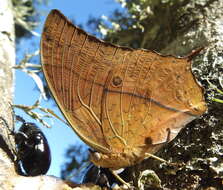 Imagem de <i>Charaxes <i>varanes</i></i> varanes