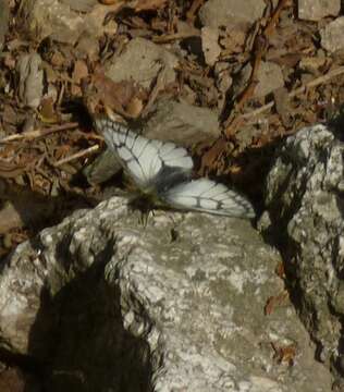 Image of Parnassius stubbendorfii Ménétriés 1849