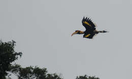 Image of Great Indian Hornbill