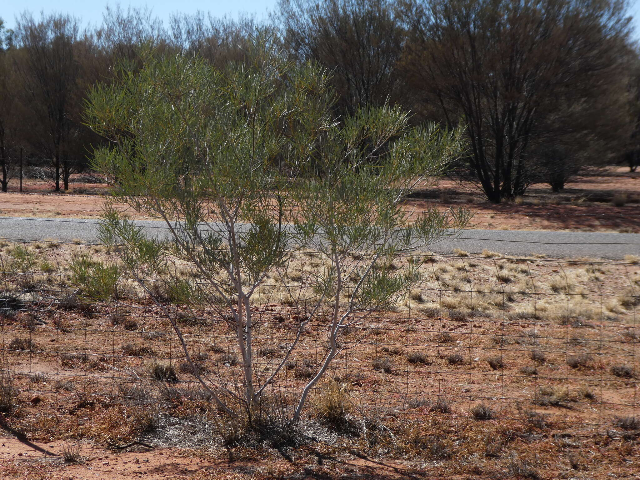 Image of Acacia murrayana F. Muell. ex Benth.