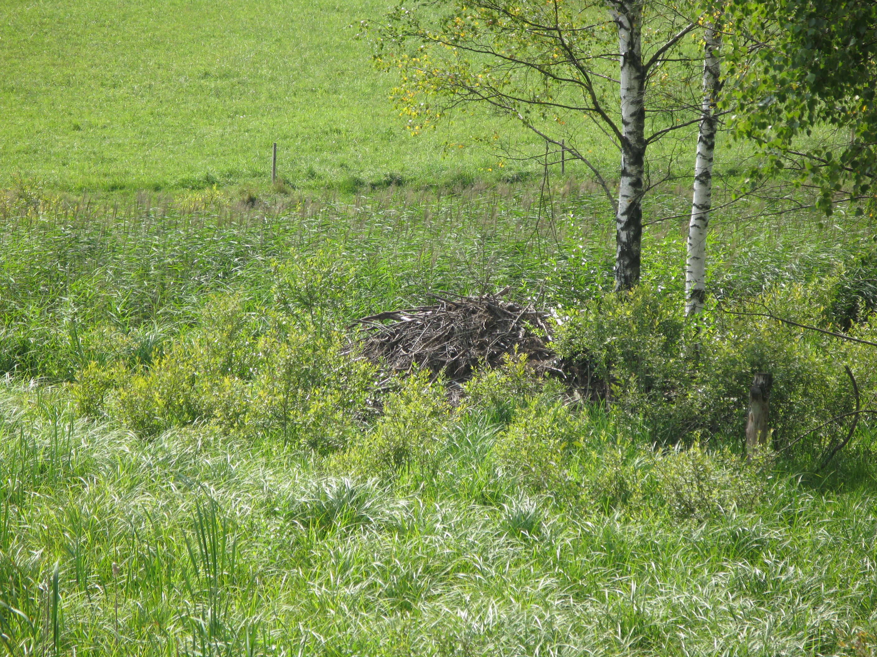 Image of European beaver