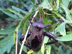 Image of Florida leaf-footed bug