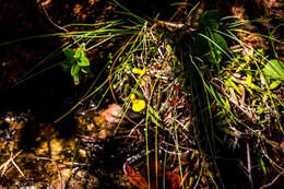 Image of Utricularia prehensilis E. Mey.