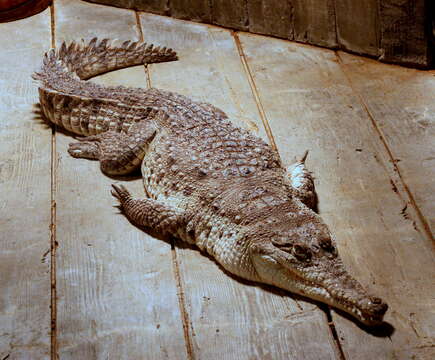 Image of Orinoco Crocodile