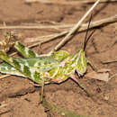 Image of Green Fool Grasshopper