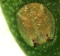 Image of Peppertree Psyllid