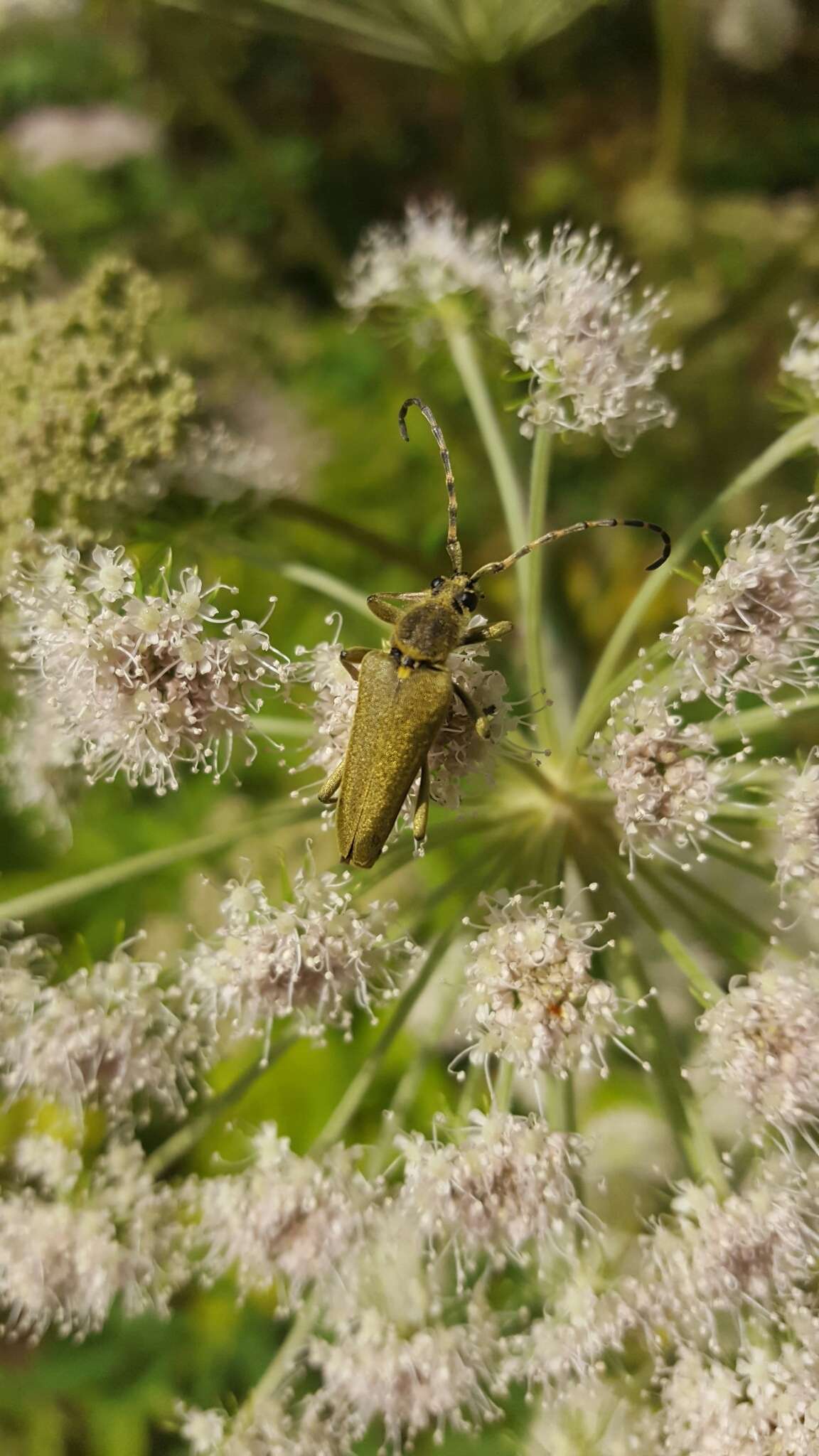 Image of Lepturobosca virens (Linné 1758)