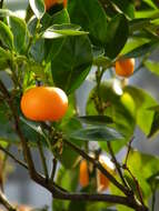 Image of Citrus reticulata