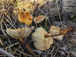 Image de Flammulina lupinicola (Redhead & R. H. Petersen) C. Hahn 2016