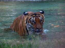 Image of Panthera tigris jacksoni