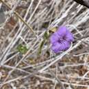 Image of Ruellia californica subsp. californica