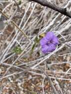 Sivun Ruellia californica subsp. californica kuva