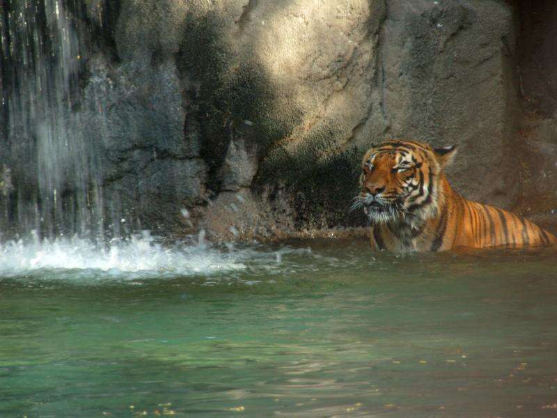 Image of Panthera tigris jacksoni