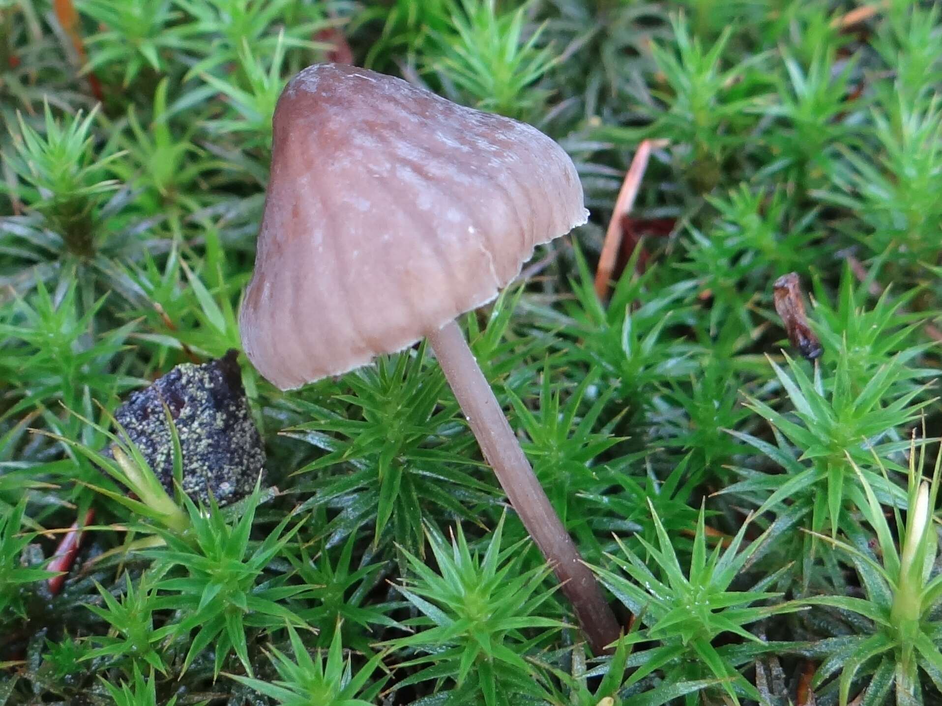 鹼味小菇的圖片