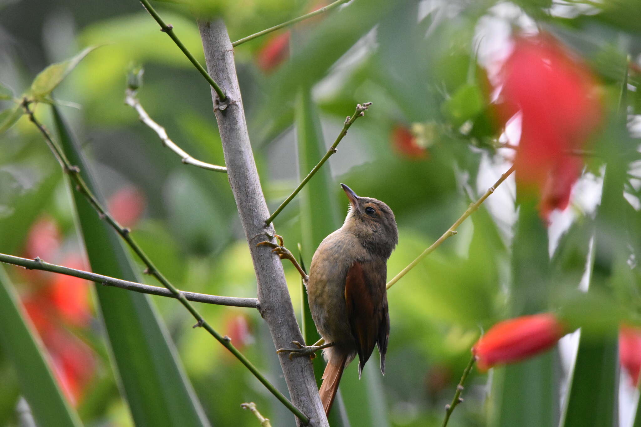 Image of Red-faced Spinetail