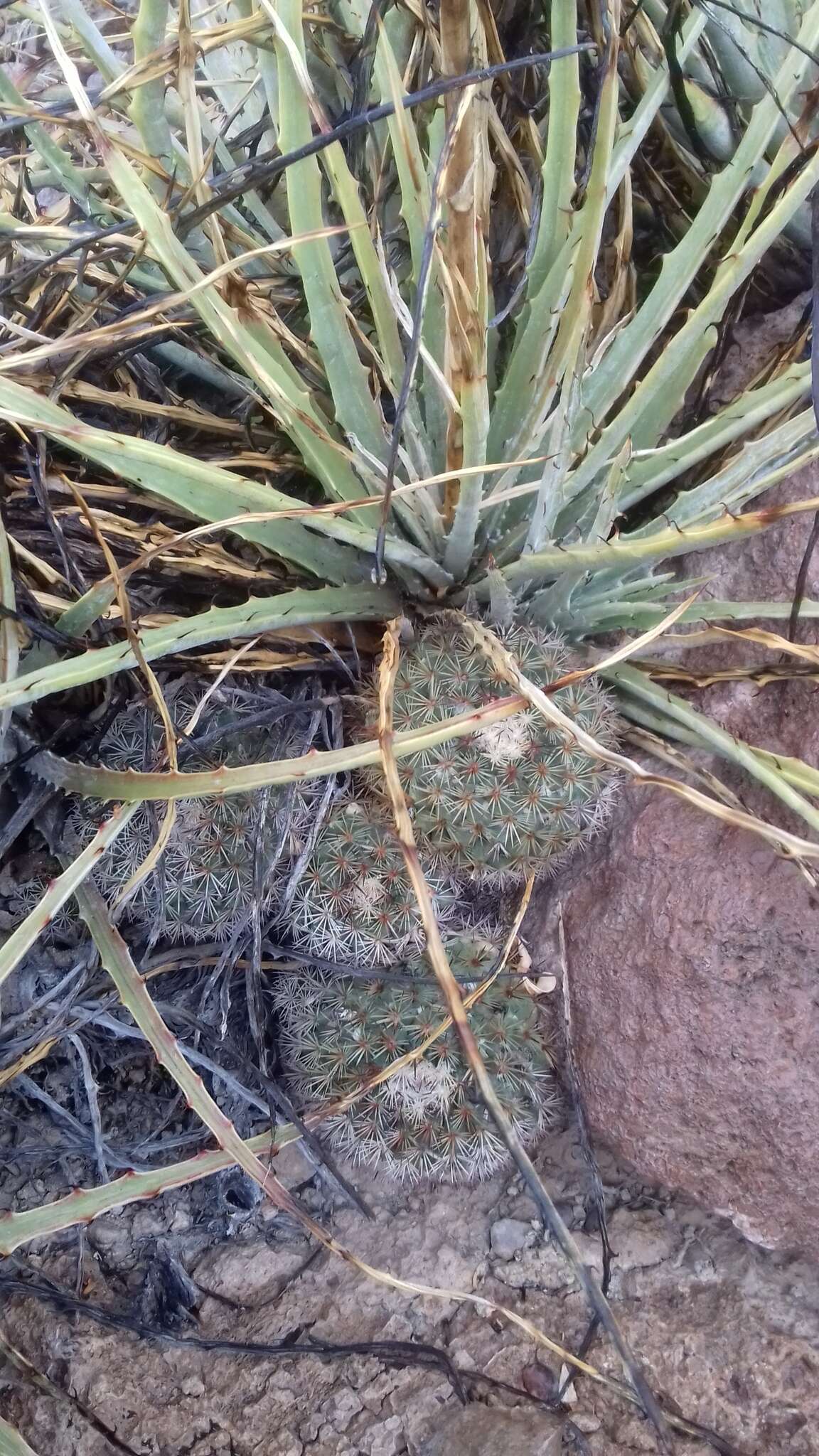 Image de Mammillaria johnstonii Orcutt