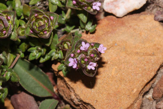 Image of Camphor Thyme