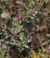 Слика од Moltkiopsis ciliata (Forsk.) I. M. Johnst.