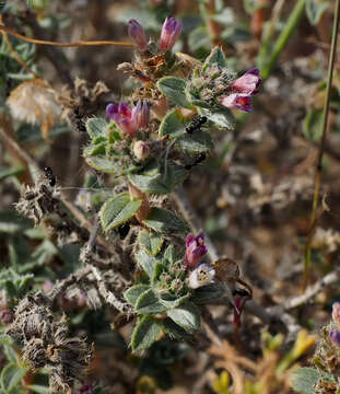 Слика од Moltkiopsis