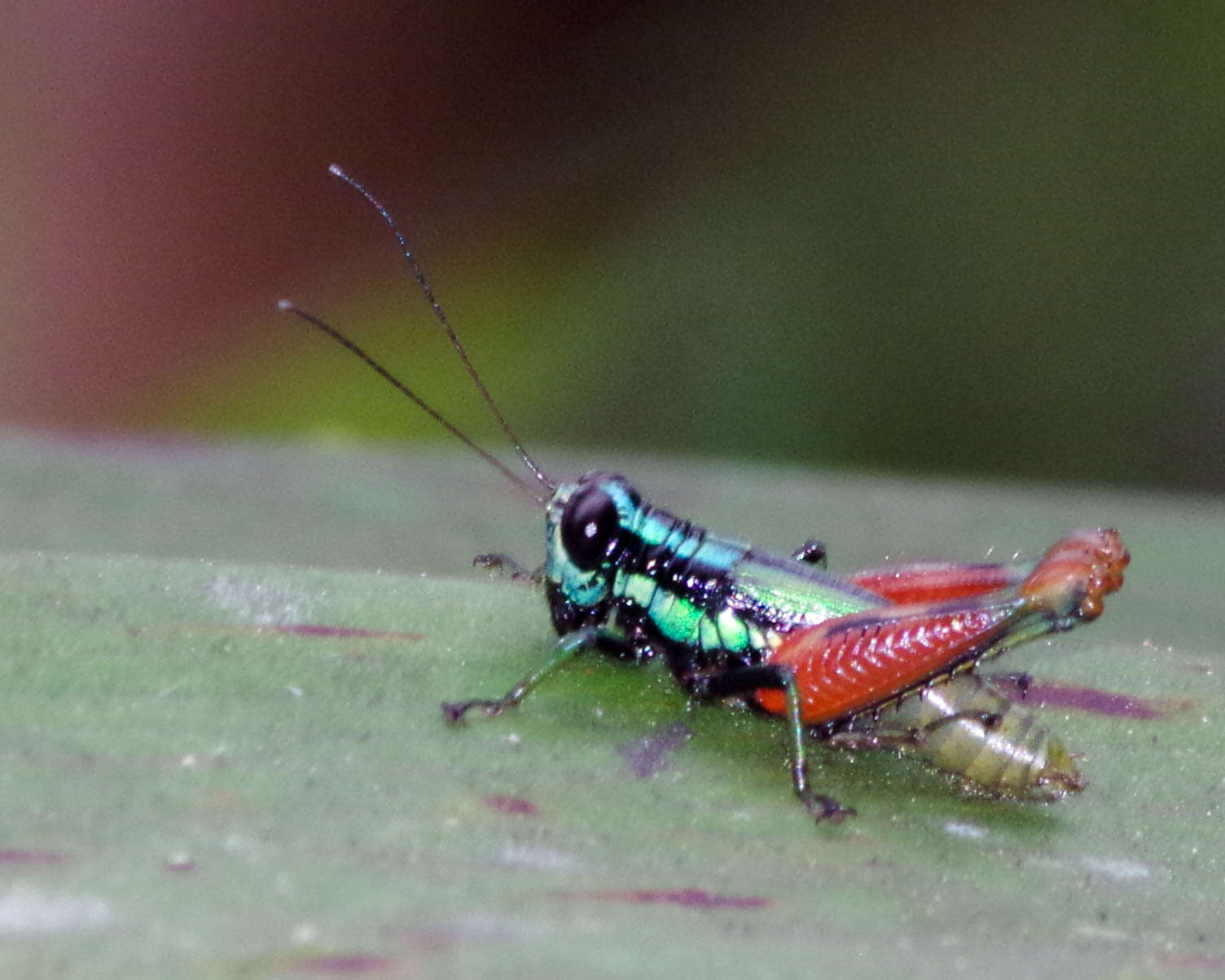 Image of Taeniophora nitida Descamps & Amédégnato 1971