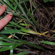 Image of Nottoway Valley brome