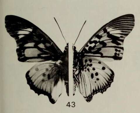 Image of Charaxes