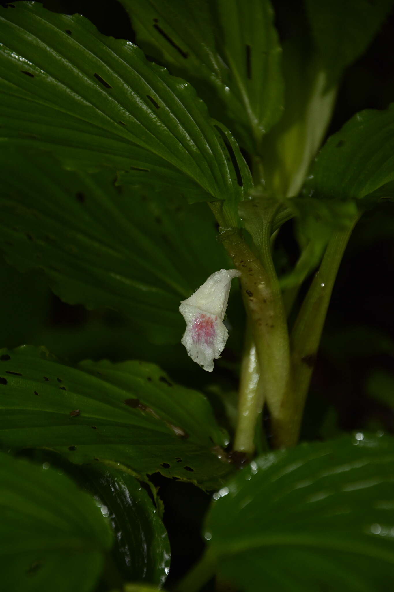 Imagem de Boesenbergia tiliifolia (Baker) Kuntze