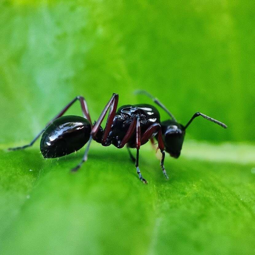 Image of Polyrhachis rastellata (Latreille 1802)