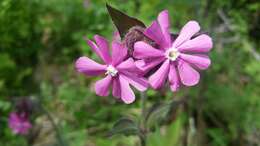 صورة Silene dioica (L.) Clairv.