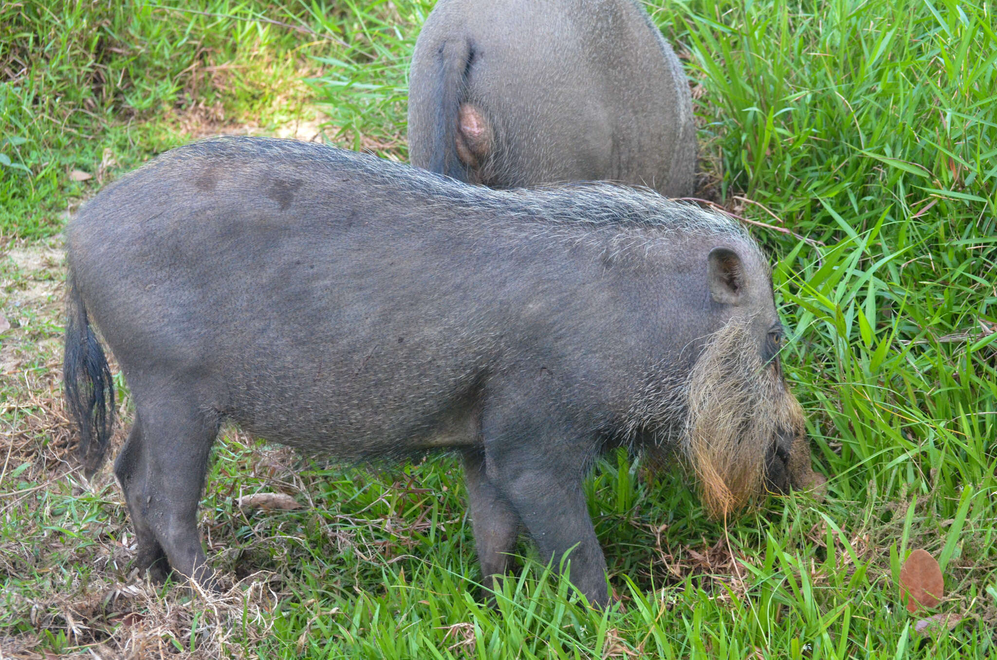 Image of Bearded Pig