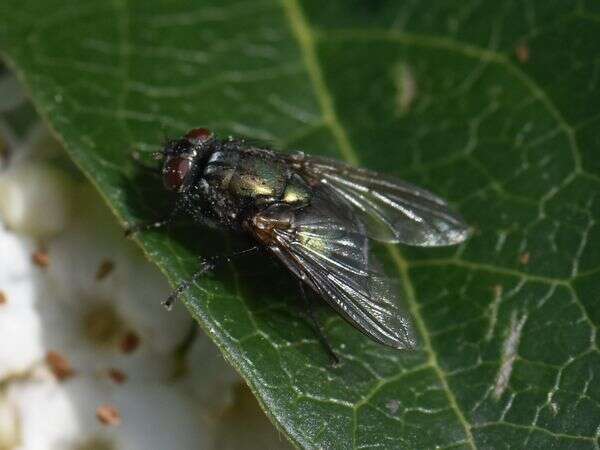 Imagem de Eudasyphora cyanella (Meigen 1826)