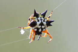 Image of Austracantha