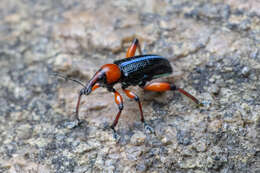 Image of Lasiocnemoides ruficollis Boheman 1834