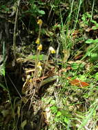 Image of Galium broomrape