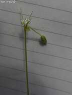 صورة Minuartia decipiens (Fenzl) Bornm.