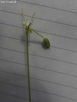 صورة Minuartia decipiens (Fenzl) Bornm.