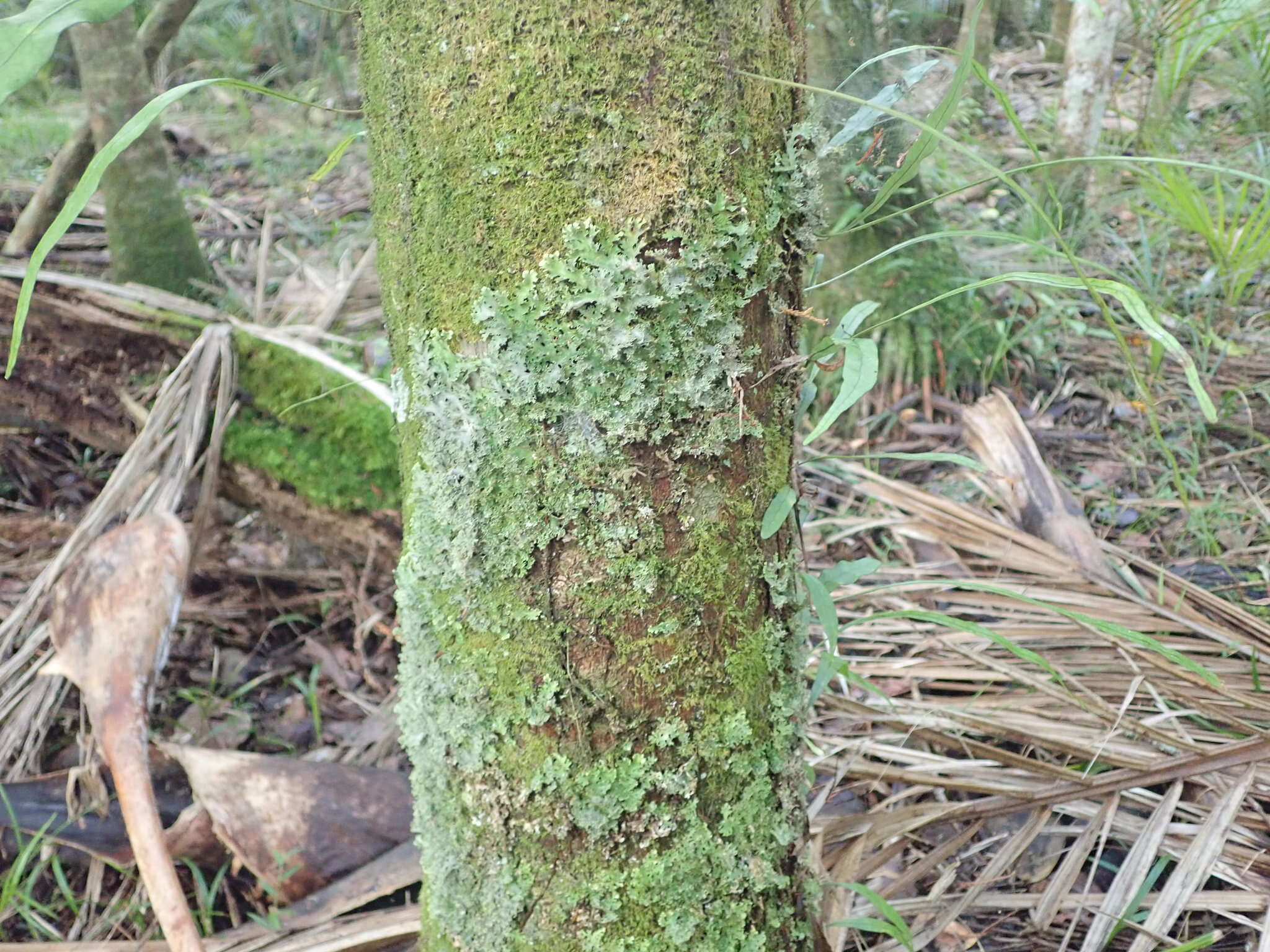 Image of Pseudocyphellaria multifida (Nyl.) D. J. Galloway & P. James