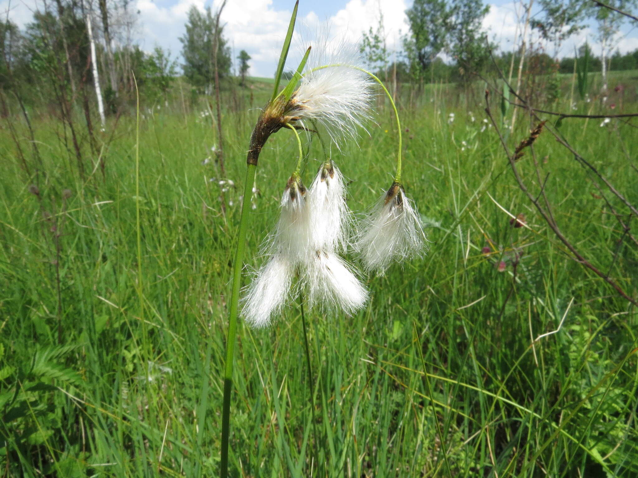 Image of broad-leaved cottongrass