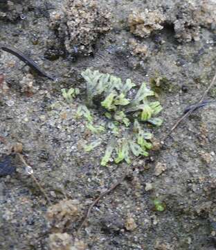 Image of Riccia huebeneriana subsp. sullivantii (Austin) R. M. Schust.