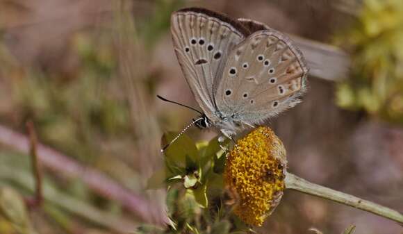 Image of Polyommatus admetus (Esper (1783))