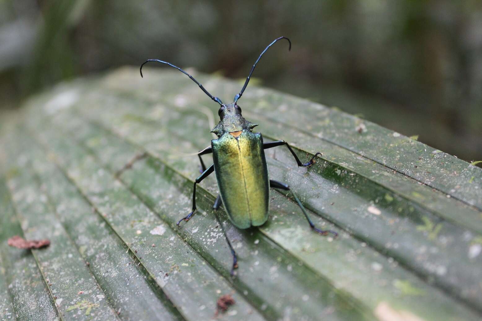 Scatopyrodes beltii (Bates 1869) resmi