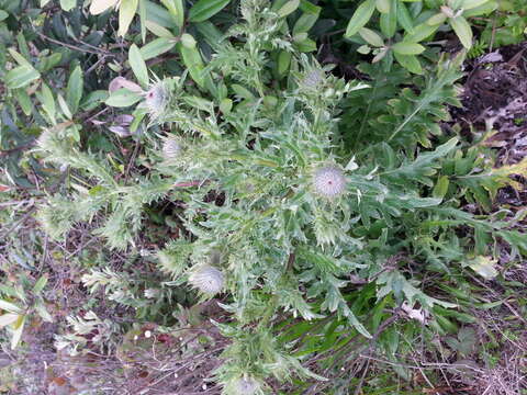 Image of Franciscan thistle