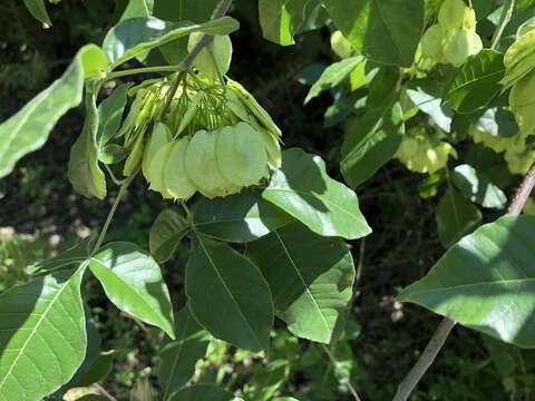 Image of common hoptree