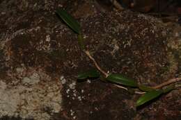 Image of Bulbophyllum kwangtungense Schltr.