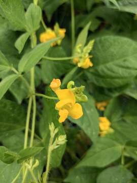 Plancia ëd Vigna umbellata (Thunb.) Ohwi & H. Ohashi