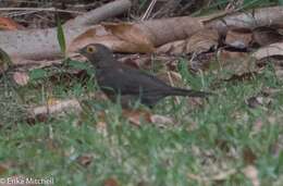 صورة Turdus nudigenis Lafresnaye 1848